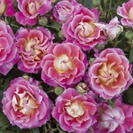 Barni Роза Rosa di Bam®