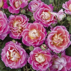 Barni Роза Rosa di Bam®