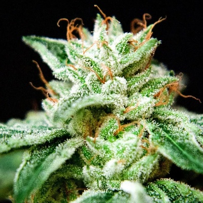 Ministry of Cannabis CBD Star semena neobsahují THC 25 ks