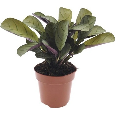 Ktenante FloraSelf Ctenanthe burle-marxii 'Amagris' 20-30 cm kvetináč Ø 12 cm