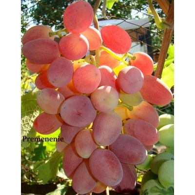 Vinič Premenenie hybridné veľmi skoré