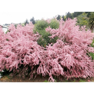 Tamariška kaspická Rubra, výška 180-200, kvetináč 10 l