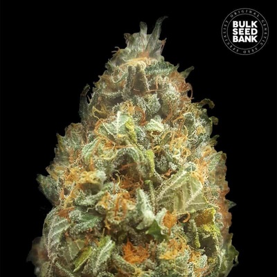 Bulk Seed Bank AUTO Original Orange Bud semena neobsahují THC 5 ks