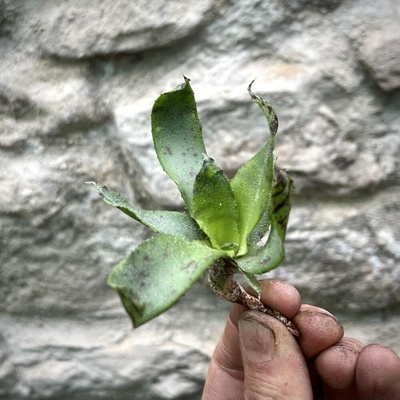 Neoregelia lilliputiana