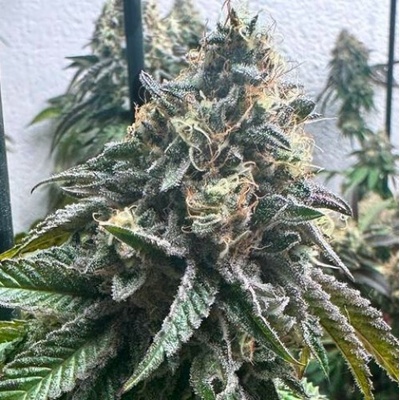 Genehtik Strawbilbo Banana Auto semienka neobsahujú THC 25 ks