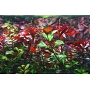 Ludwigia repens