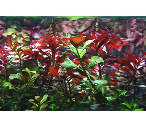 Ludwigia repens