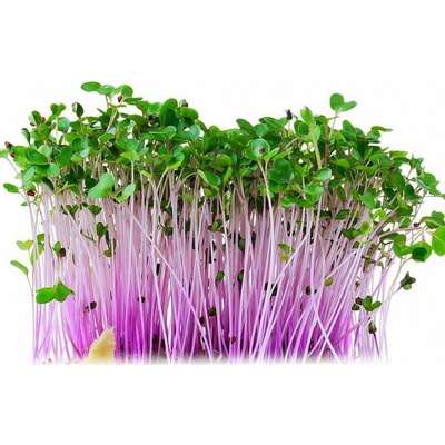 Toraf Microgreens semínka na klíčky Kedluben červený 10 g