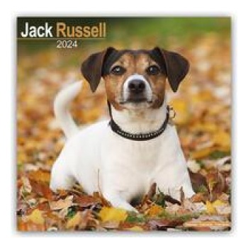 Jack Russell 2024