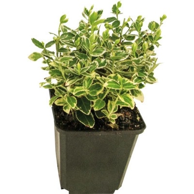 Brslen Fortunův bílý FloraSelf Euonymus fortunei 'Emerald n Gaiety' 10/15 výhonků květináč Ø 9 cm