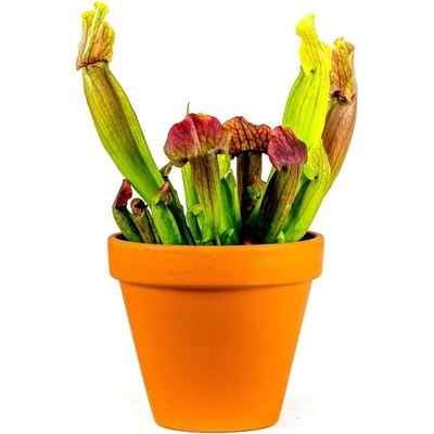 Gardners Sarracenia mix, průměr 9 cm Špirlice