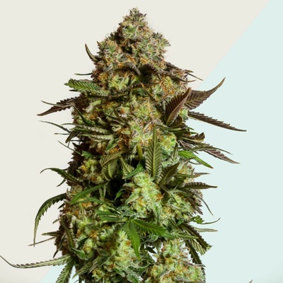 Kera Seeds Medical AMG Haze CBD semienka neobsahujú THC 1 ks