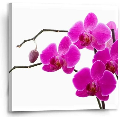 Sablio Obraz Fialové orchideje - 50x50 cm