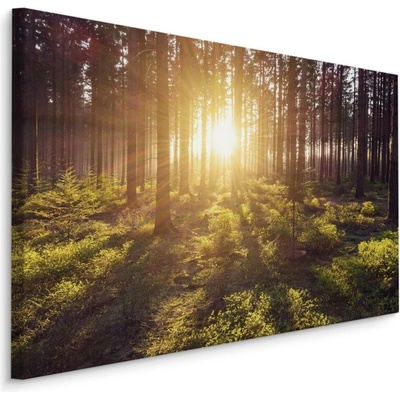 Plátno Sluneční Paprsky V Lese Varianta: 90x60