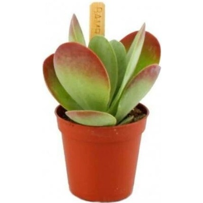 Kolopejka, Kalanchoe thyrsiflora, zeleno - červená, průměr květináče 6 cm