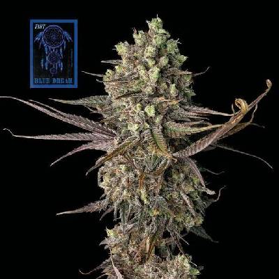 Seedsman Blue Dream FAST semena neobsahují THC 3 ks
