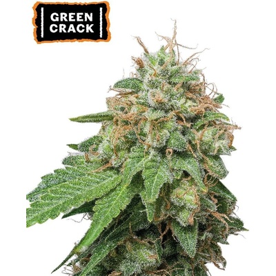 Seedstockers Green Crack AUTO semena neobsahují THC 3 ks