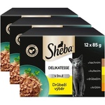 Sheba Деликатес Капсула с пилешки избор в желе 3 x (12 x 85г)