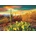 EUROGRAPHICS - Puzzle Arizona - Desert Dreams - 1 000 piese