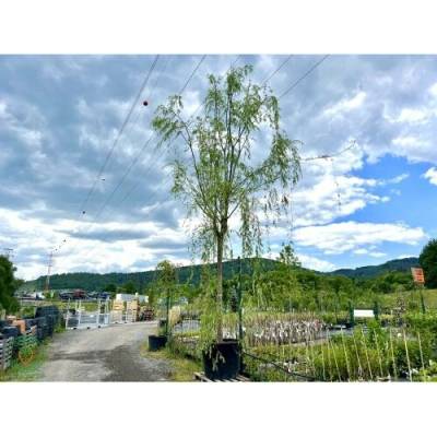 Vŕba babylonská (Salix Babylonica) - výška 600-700 cm, obvod kmeňa: 30/35 cm, kont. C300L - NA KMIENKU