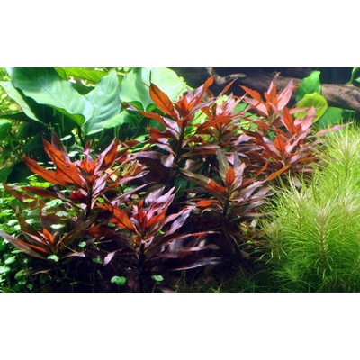 Ludwigia glandulosa - Zakucelka žláznatá – Zboží Mobilmania