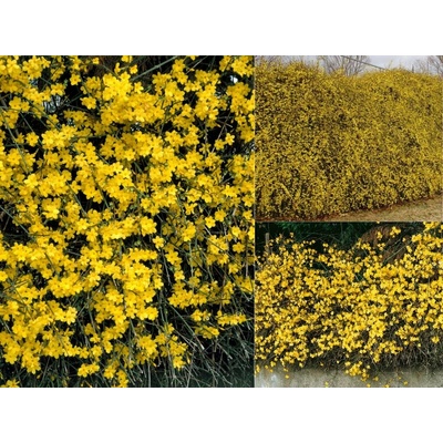 Jazmín nahý, výška 20-30 cm, kvetináč 2 l