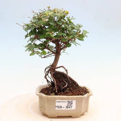 e-bonsai Pokojová bonsai - Sagerécie thea - Sagerécie thea
