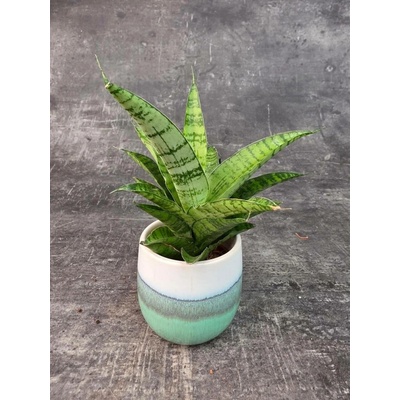 Sansevieria Tough Lady mini (Tchýnin jazyk vhodný do polostínu)