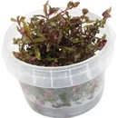 Rotala macrandra