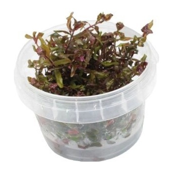 Rotala macrandra