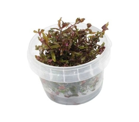 Rotala macrandra