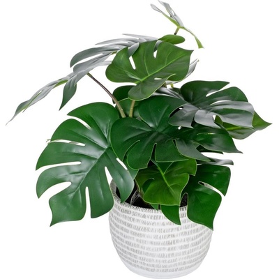 MONSTERA V PLAST.KVETINÁČI 40CM