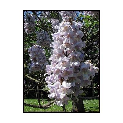kup si čaj PAULOWNIE PLSTNATÁ (PAULOWNIA TOMENTOSA) - SEMENA PAULOVNIE - 100 KS