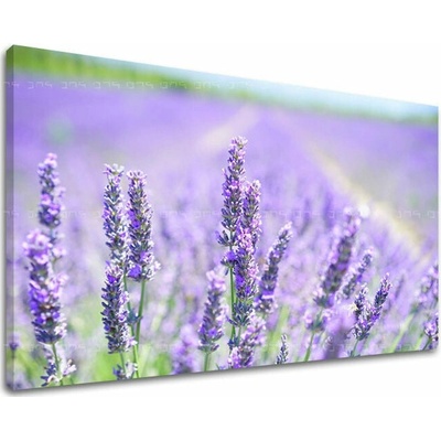 Obraz na stenu KVETY - 20x30