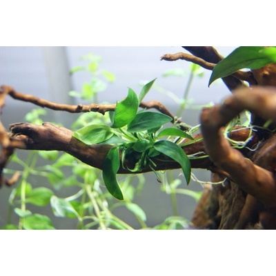 Anubias nana mini