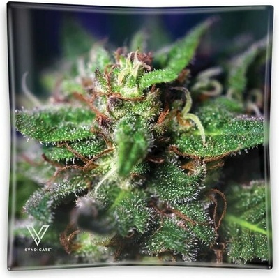 V Syndicate Sklenený popolník Blue Dream