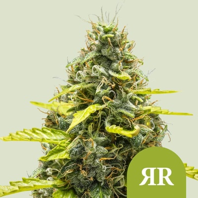 Royal Queen Seeds Royal Runtz Automatic semienka neobsahujú THC 25 ks
