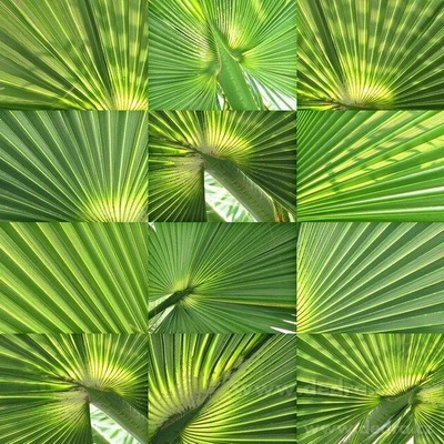 VEYRA Obraz na plátne PALM 80 x 80 cm