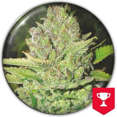Medical Seeds Co. Devil Fruit semena neobsahují THC 5 ks