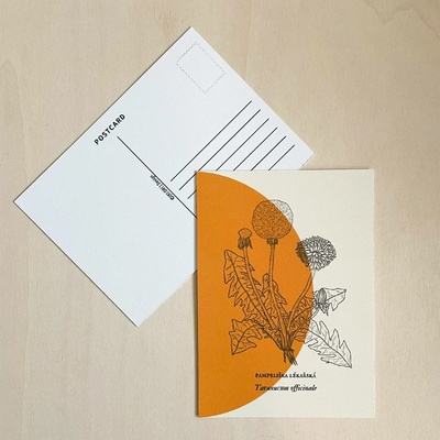 Herbarium – pohlednice Motiv: Pampeliška lékařská