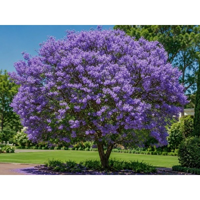 Paulovnia fortuneova Fast Blue na kmienku, výška 200-250 cm, kvetináč 15-25 l