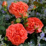 Kordes® Роза Orangerie® - Kordes®