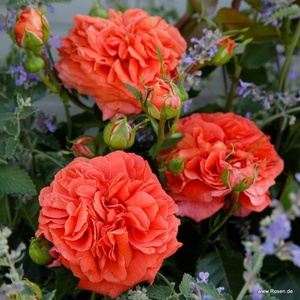 Kordes® Роза Orangerie® - Kordes®