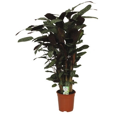Kalátea FloraSelf Calathea 'Compactstar' výška 80-90 cm květináč Ø 21 cm