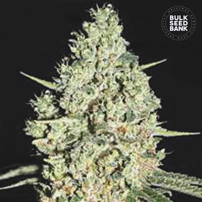 Bulk Seed Bank AUTO Critical semena neobsahují THC 100 ks