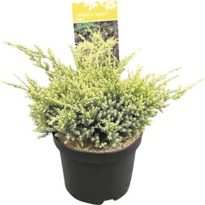 Borievka šupinatá Juniperus squamata 'Holger' 20-30 cm kvetináč 2,5 l