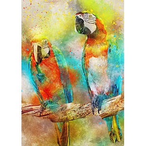 Bluebird Puzzle - Puzzle Parrots 1000 - 1 000 piese