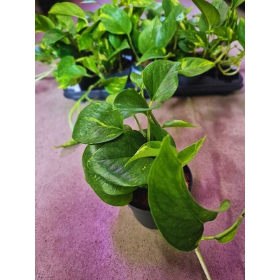 SCINDAPSUS/Epipremnum pinn./MIX 12/20cm