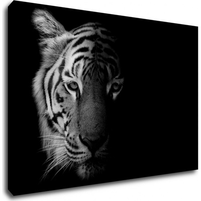 Impresi Obraz Tiger čiernobiely - 60 x 40 cm