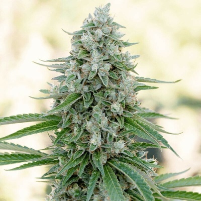 CriticalSilent Seeds Mango semienka neobsahujú THC 3 ks